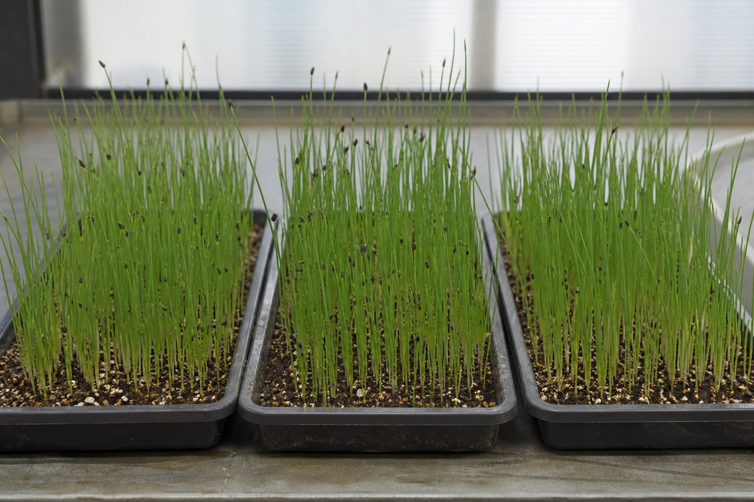 Three 1020 trays side by side photographed at canopy height, all showing thin grass-like green blades with pale bases and small black seed coats on the tips, the three trays visually near identical and carrying nothing to tell them apart
