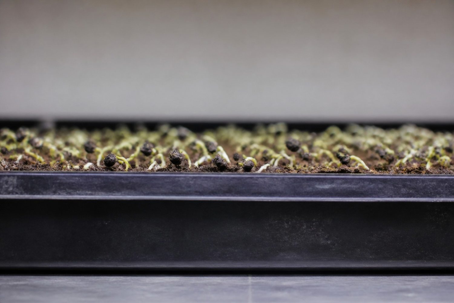 A close side-on photograph at the medium line of an onion microgreen tray on day three, showing thin pale looped seedling leaves just emerging with their tips still buried and small black seed coats visible on several of them
