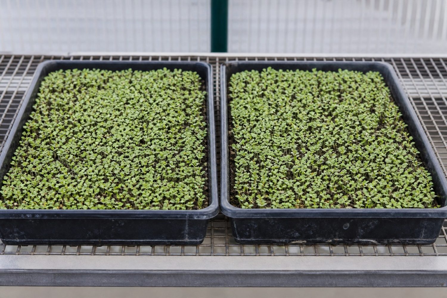 Two 1020 trays photographed side on at canopy height, both showing very low dense fields of tiny bright green oval cotyledons on fine stems, the two trays visually near identical and carrying nothing to tell them apart