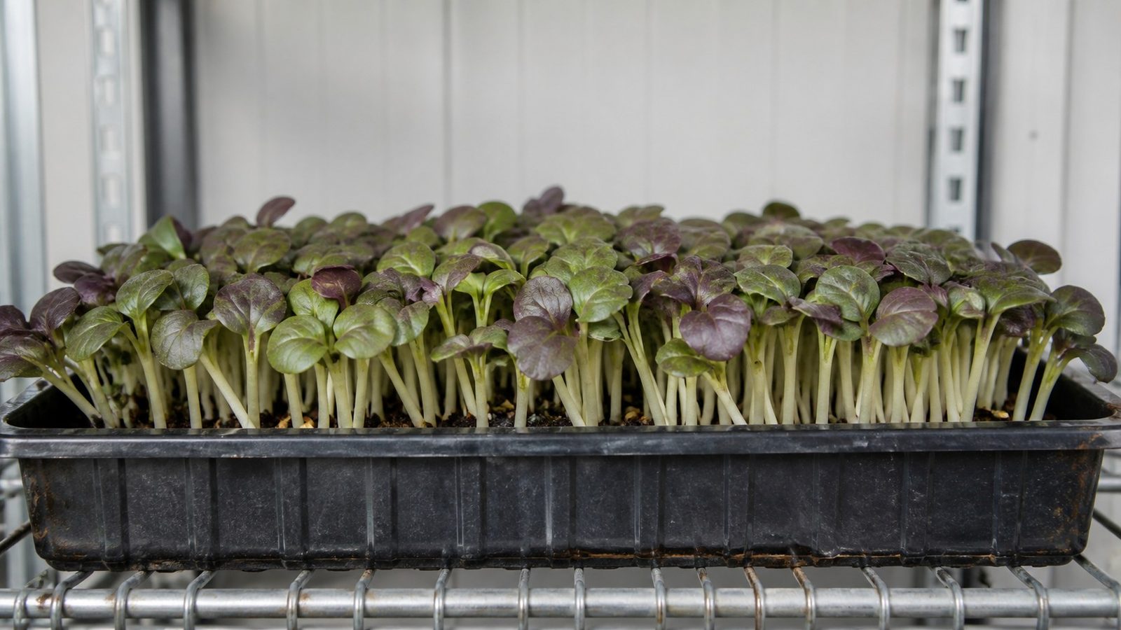 A 1020 tray of red pak choi microgreens at first true leaf photographed side on at canopy height, showing broad smooth spoon-shaped cotyledons washed purple-bronze over green, carried on notably thick juicy stems that stay pale cream-white rather than taking the color, a heavier stand than a fine brassica