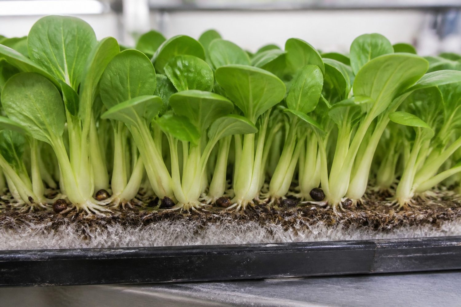 A close side-on macro photograph at the medium line of a pak choi microgreen tray, showing thick pale juicy stems rising from a dense white root mat with fine white root hairs at the base, the stems firm and opaque rather than translucent
