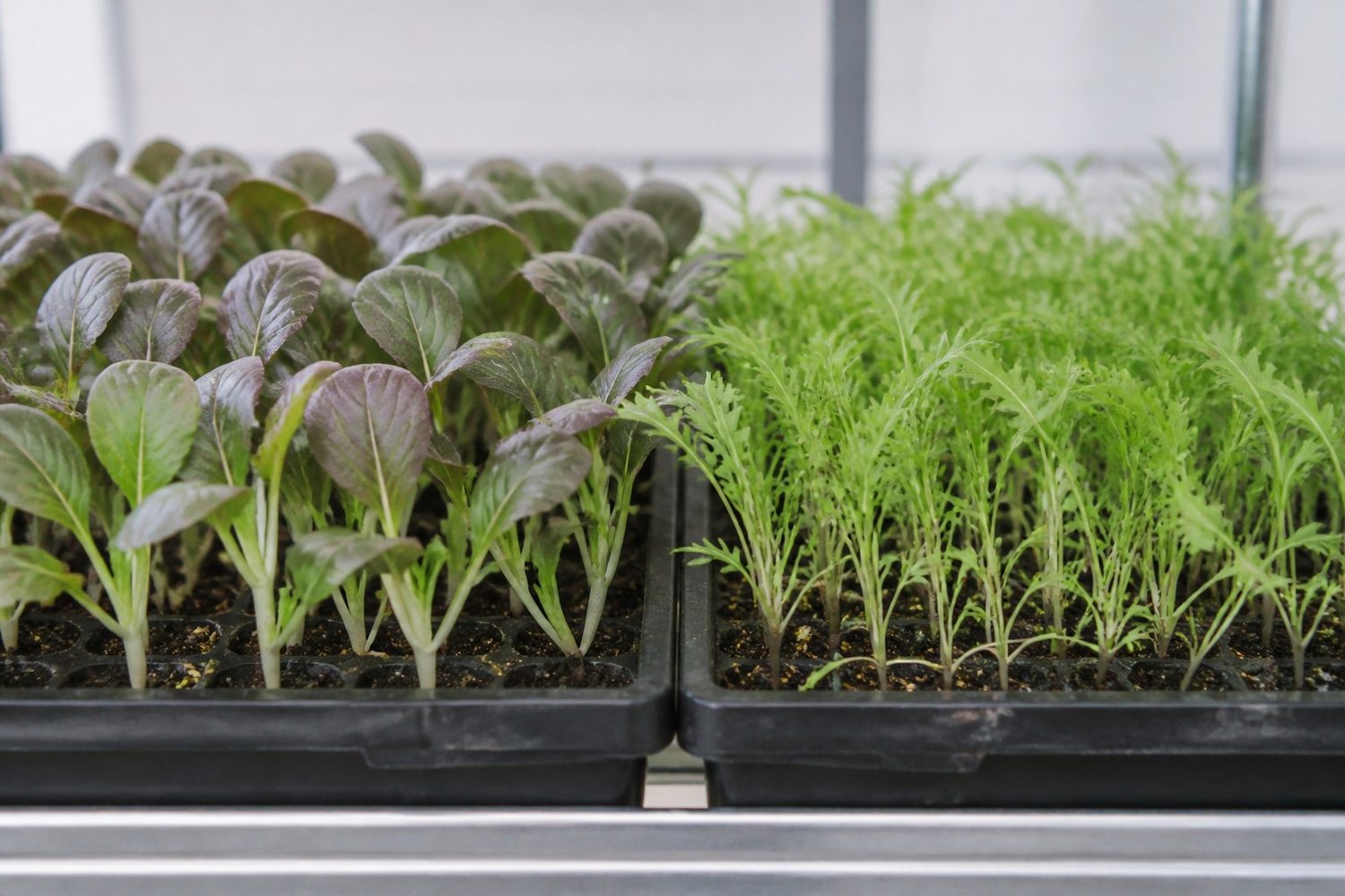 Two 1020 trays photographed side on at canopy height, red pak choi on the left with broad smooth spoon-shaped cotyledons washed purple-bronze over green on thick pale cream-white stems, and mizuna on the right with narrow angular toothed true leaves on fine pale stems