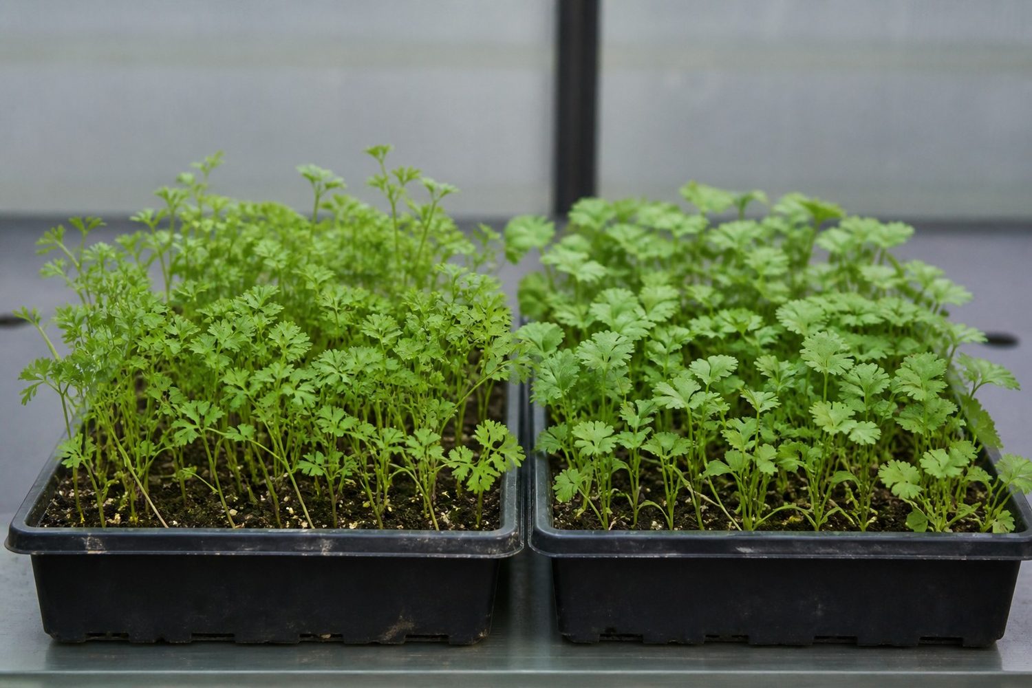 Two 1020 trays photographed side on at canopy height, parsley on the left with small sharply serrated three-lobed leaves on thin pale stems, and cilantro on the right with rounder more finely divided scalloped leaves, both shorter and more open than a brassica stand