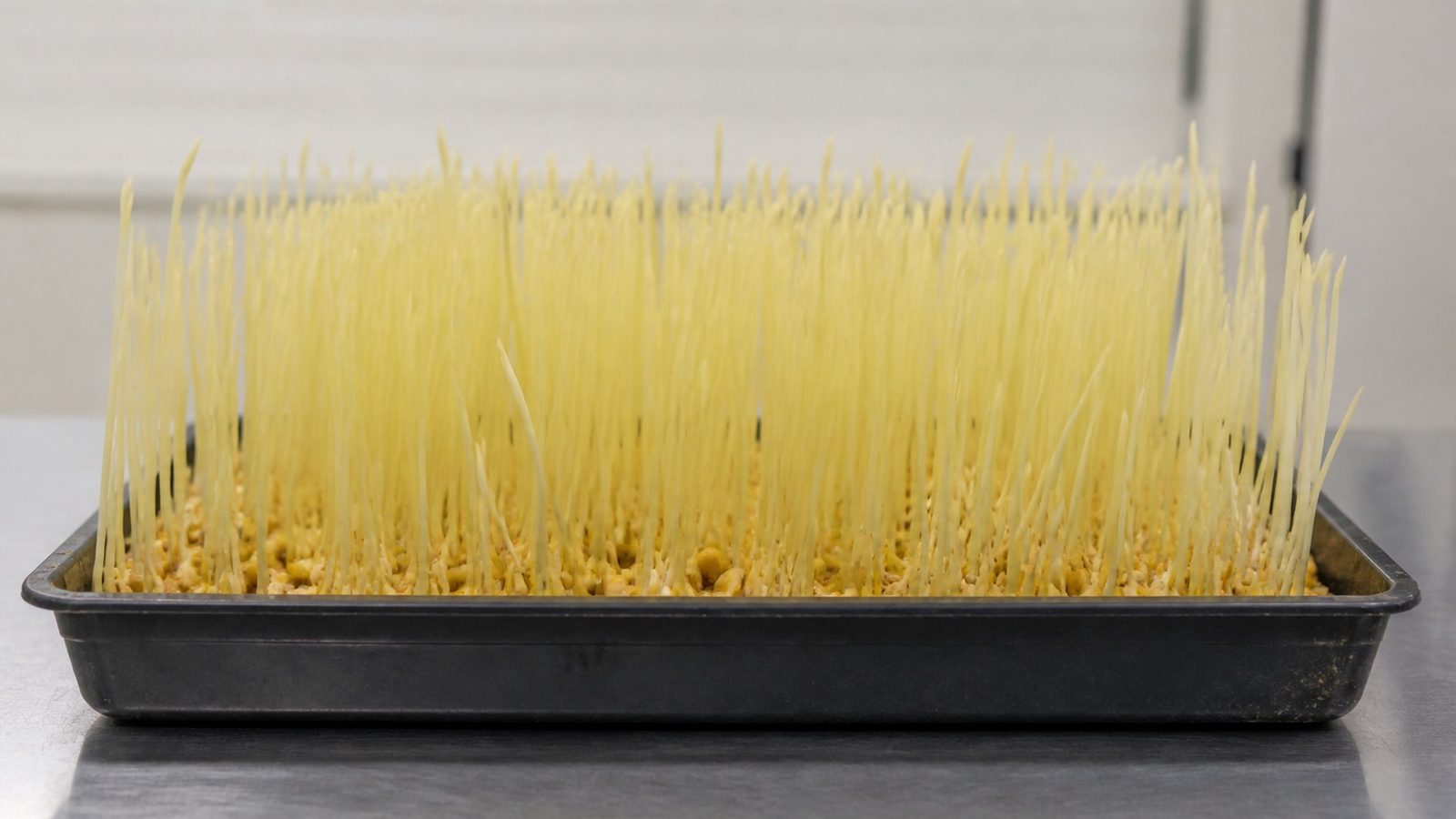 A 1020 tray of popcorn shoots at harvest photographed side on at canopy height, showing tall narrow pale butter-yellow grass blades rising from a dense visible layer of large yellow corn kernels, with no green anywhere in the stand
