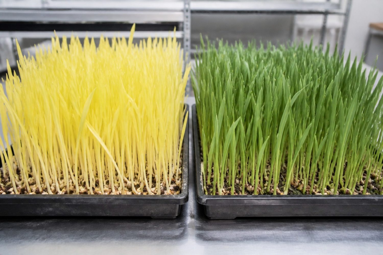 Two 1020 trays of corn shoots side by side photographed at canopy height, the left one pale butter-yellow throughout after full darkness and the right one green after light exposure, otherwise identical in height and structure