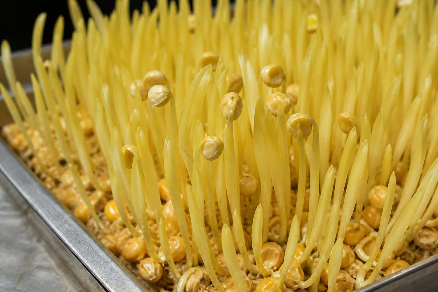 A close photograph of popcorn shoot tips at harvest, several pale yellow blades still wearing large split corn seed coats at their tips beside neighboring shoots that have shed cleanly