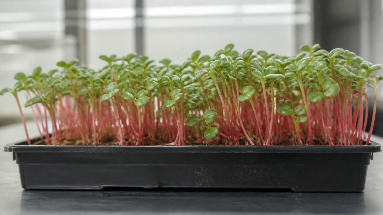 A 1020 tray of Red Gruner purslane microgreens at harvest photographed side on at canopy height, showing thin pink stems rising to paired thick smooth succulent green leaves, an open upright stand rather than a flat brassica canopy
