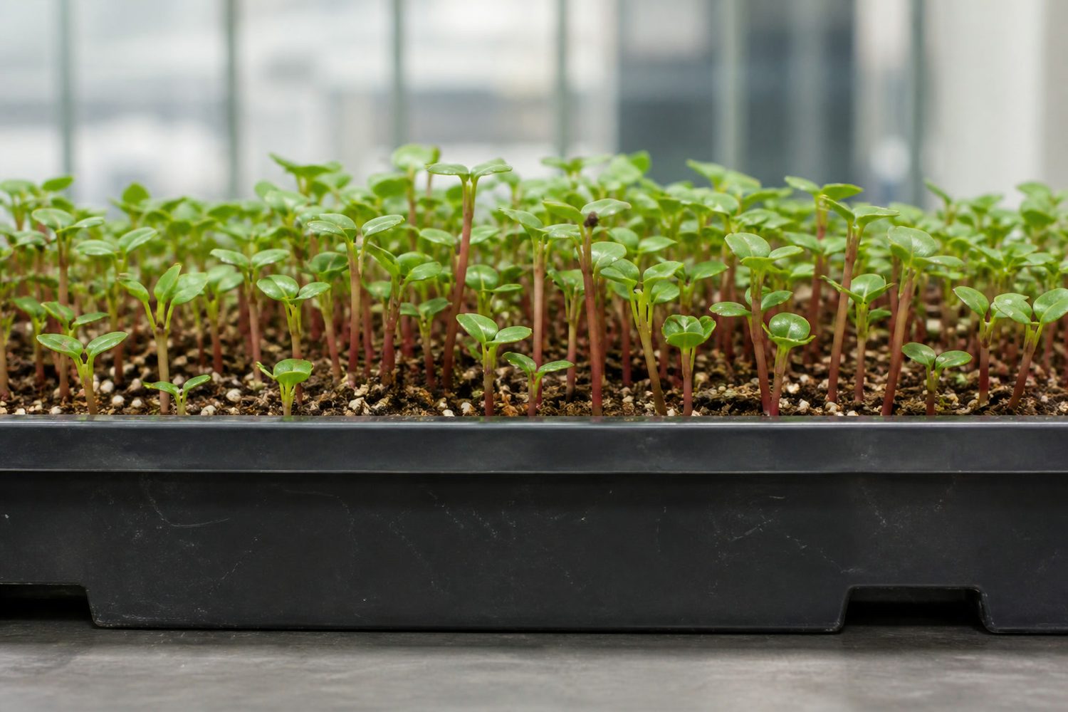 A 1020 tray of purslane microgreens photographed side on at canopy height, showing an open upright stand of thin pink stems each carrying a pair of thick smooth succulent green leaves, with visible medium between the plants rather than a closed canopy
