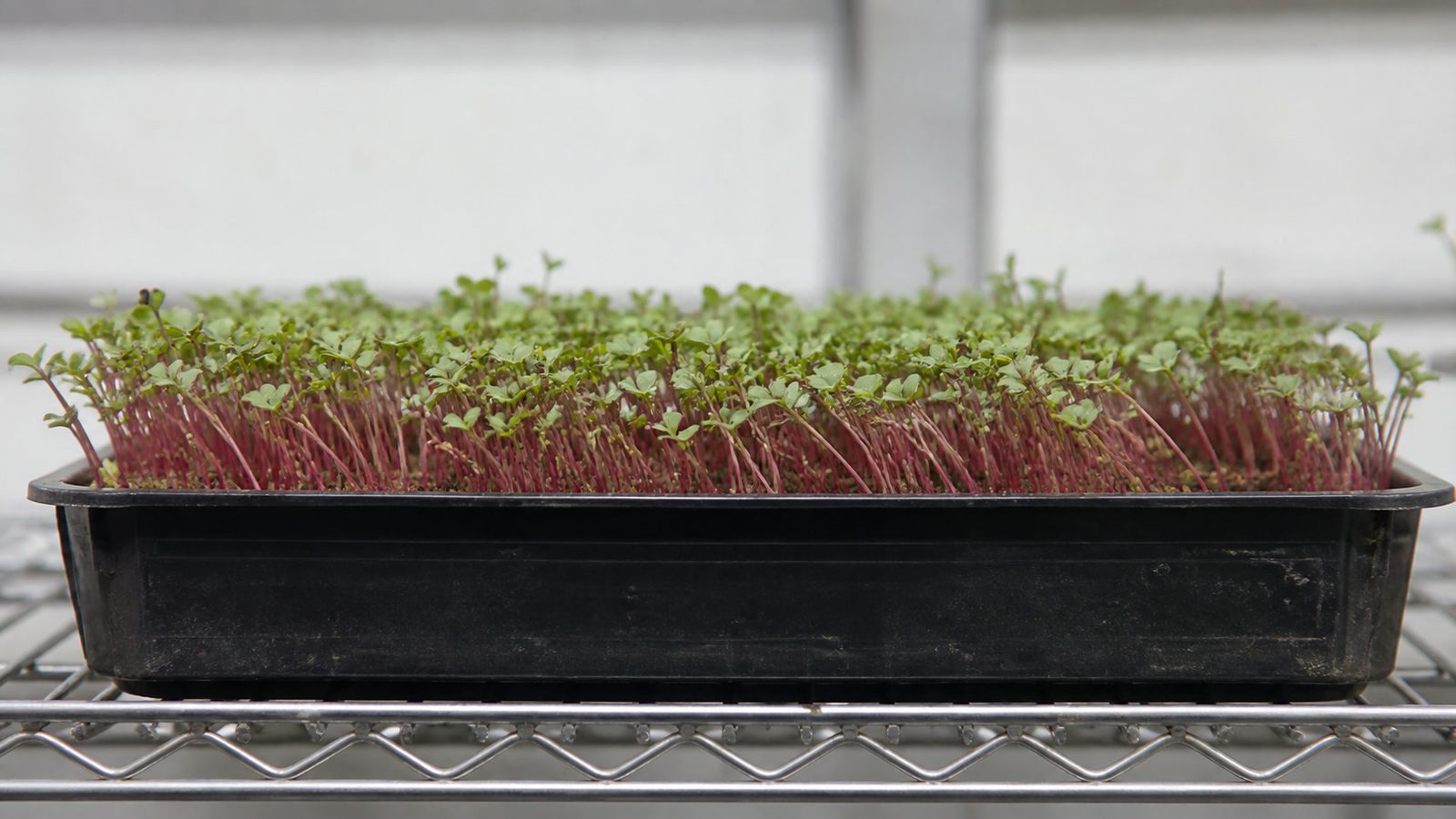 A 1020 tray of red quinoa microgreens at harvest photographed side on at canopy height, showing a fine open stand of very thin pink to burgundy stems each carrying small fully opened green cotyledons, delicate rather than dense