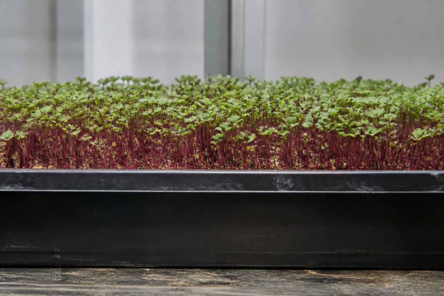 A 1020 tray of red quinoa microgreens photographed side on at canopy height, showing a fine delicate stand of very thin pink to burgundy stems each topped with small fully opened green cotyledons, with growing medium visible between plants rather than a closed carpet
