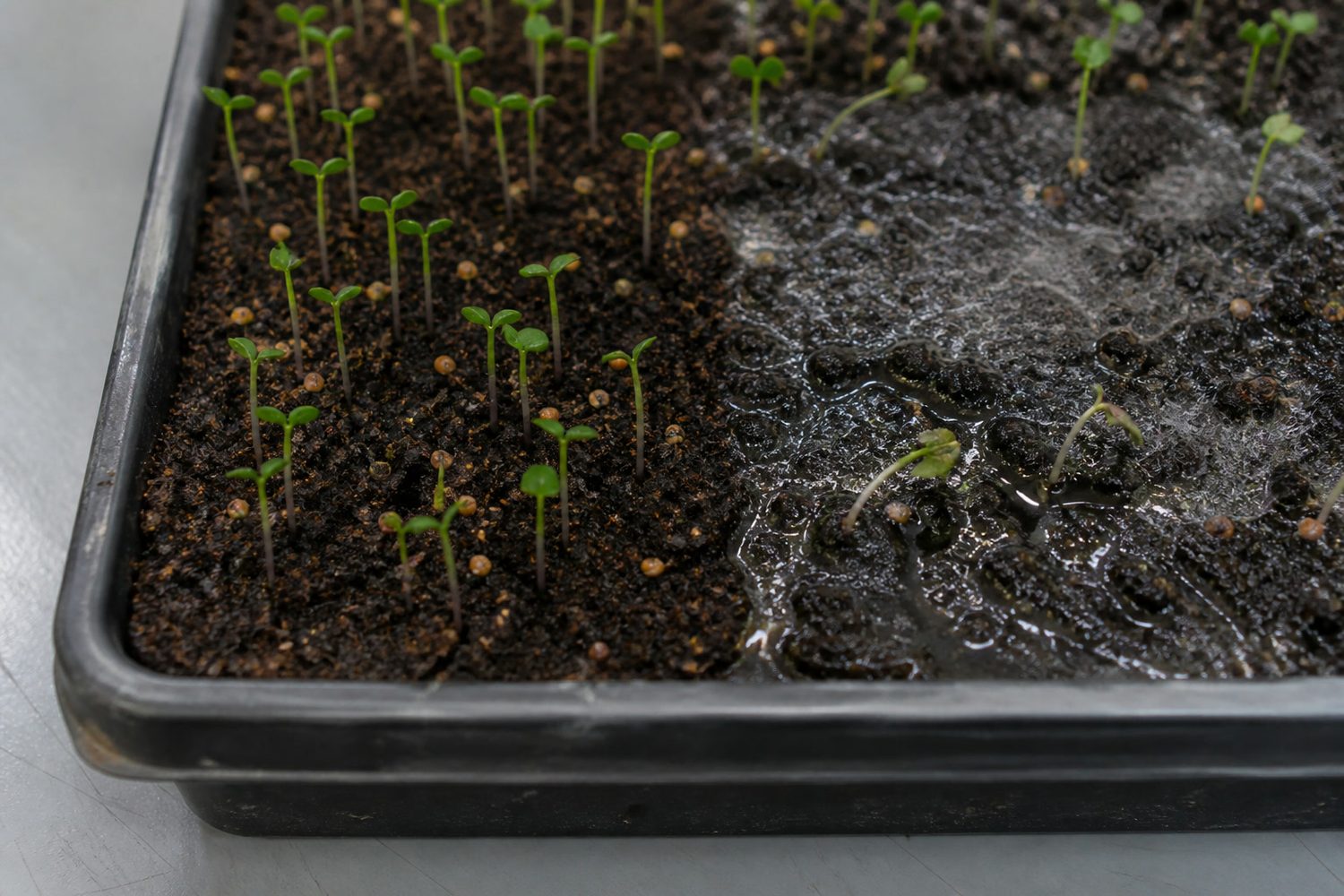 A close view of a quinoa tray root zone four days after sowing, the left half showing fine uniform white root hairs confined to individual roots on firm dark medium, the right half showing waterlogged medium with a spreading gray web across the surface and two collapsed seedlings