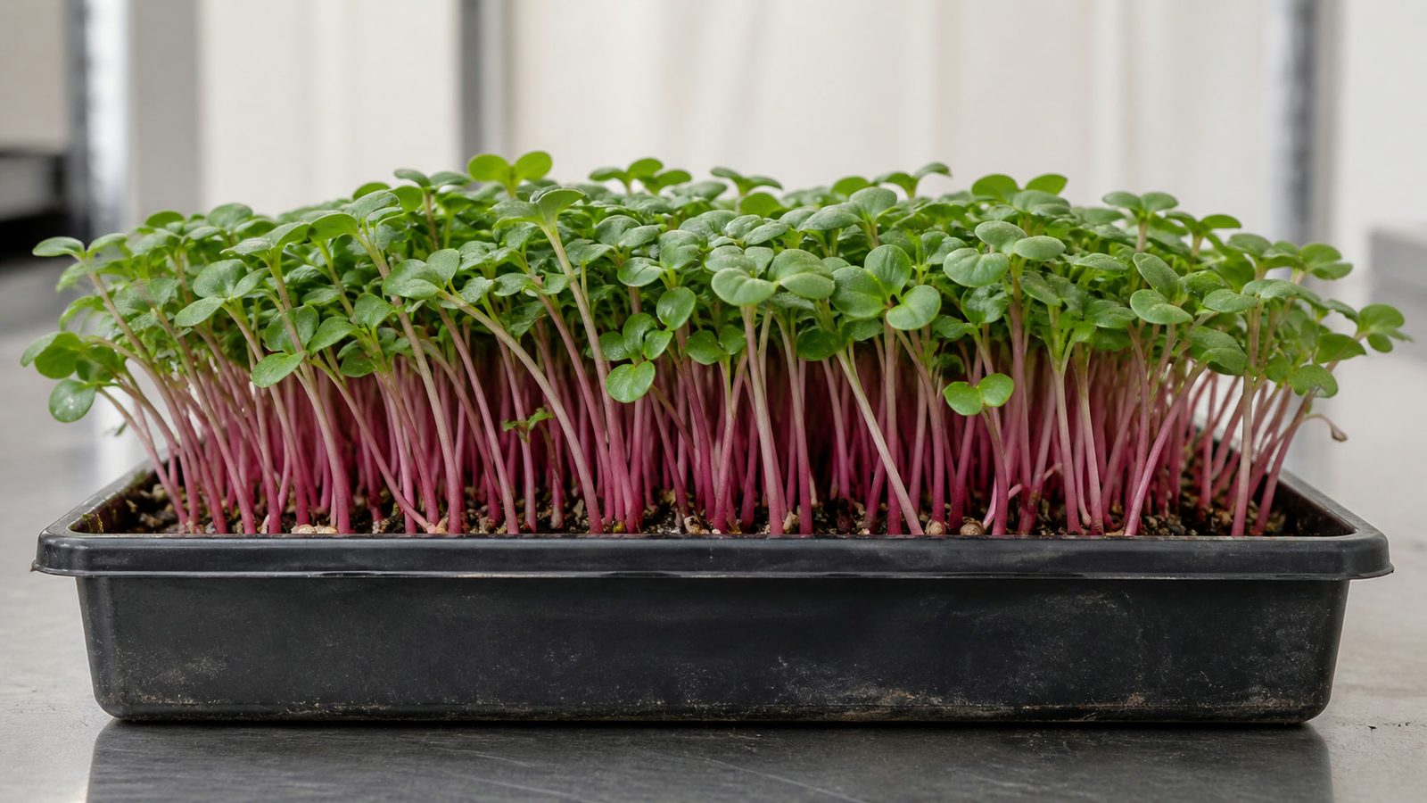 A 1020 tray of radish microgreens at harvest stage photographed side on at canopy height, showing thick pink to magenta stems beneath broad rounded mid-green cotyledons in a dense upright stand, visibly coarser and chunkier than a fine-stemmed brassica tray