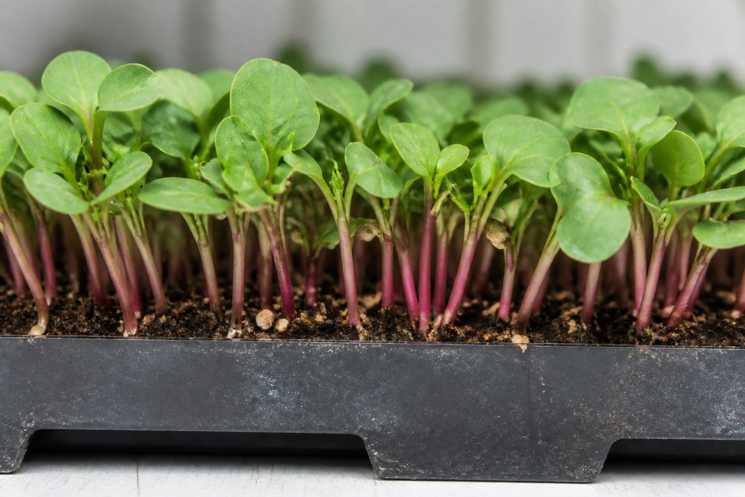 A close side-on photograph at the cut point of a radish tray, showing full open cotyledons with the first true leaves just beginning to push through between them, thick pink stems below, and a few loose pale seed hulls resting in the canopy