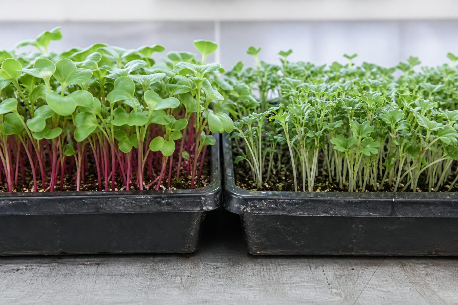 Two 1020 trays side by side at harvest stage, radish on the left and broccoli on the right, with the radish showing thick pink to magenta stems under broad rounded cotyledons and the broccoli showing much finer pale white stems, photographed side on at canopy height