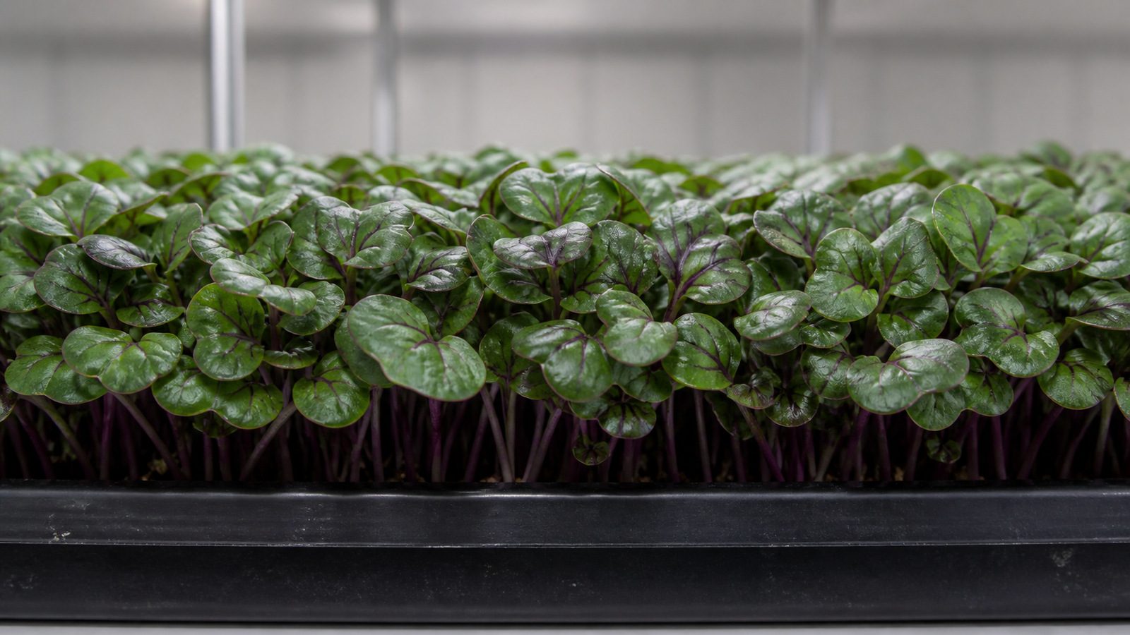A 1020 tray of red cabbage microgreens at harvest stage photographed side on at canopy height, showing broad rounded dark green glossy cotyledons with purple veining and purple leaf margins on short crisp stems in a notably even stand