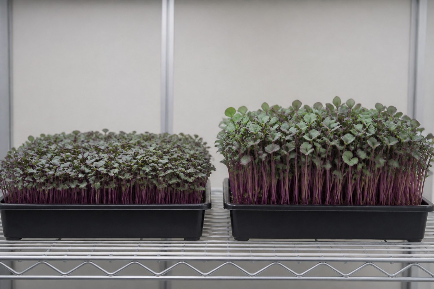 Two 1020 trays side by side at harvest, Red Acre on the left with purple to magenta stems under dark cotyledons, Mammoth Red Rock on the right visibly taller and more vigorous, both showing purple leaf margins