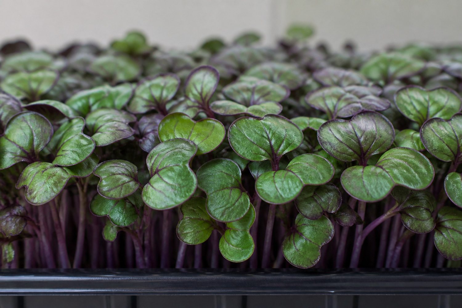 A close side-on photograph of a red cabbage microgreen tray at harvest, showing broad rounded dark green glossy cotyledons with distinct purple veining running through them and purple margins along the leaf edges, on short crisp purple-tinged stems