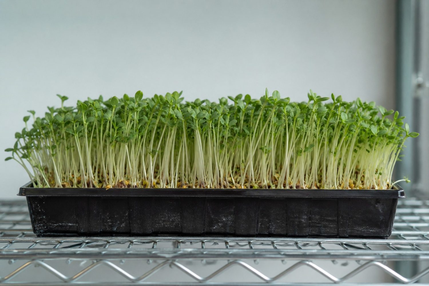 A tray of sesame microgreens at day eight photographed side on at canopy height, showing white stems carrying fully developed green cotyledons with one to two small true leaves just emerging, and pale seed coats still visible on the medium below