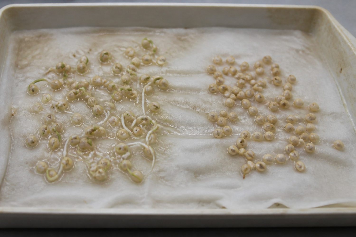 A close view of two small sesame test germinations on damp paper towel side by side, the left showing pale unhulled seeds with white radicles emerged and the right showing hulled seeds sitting swollen and unchanged with no roots