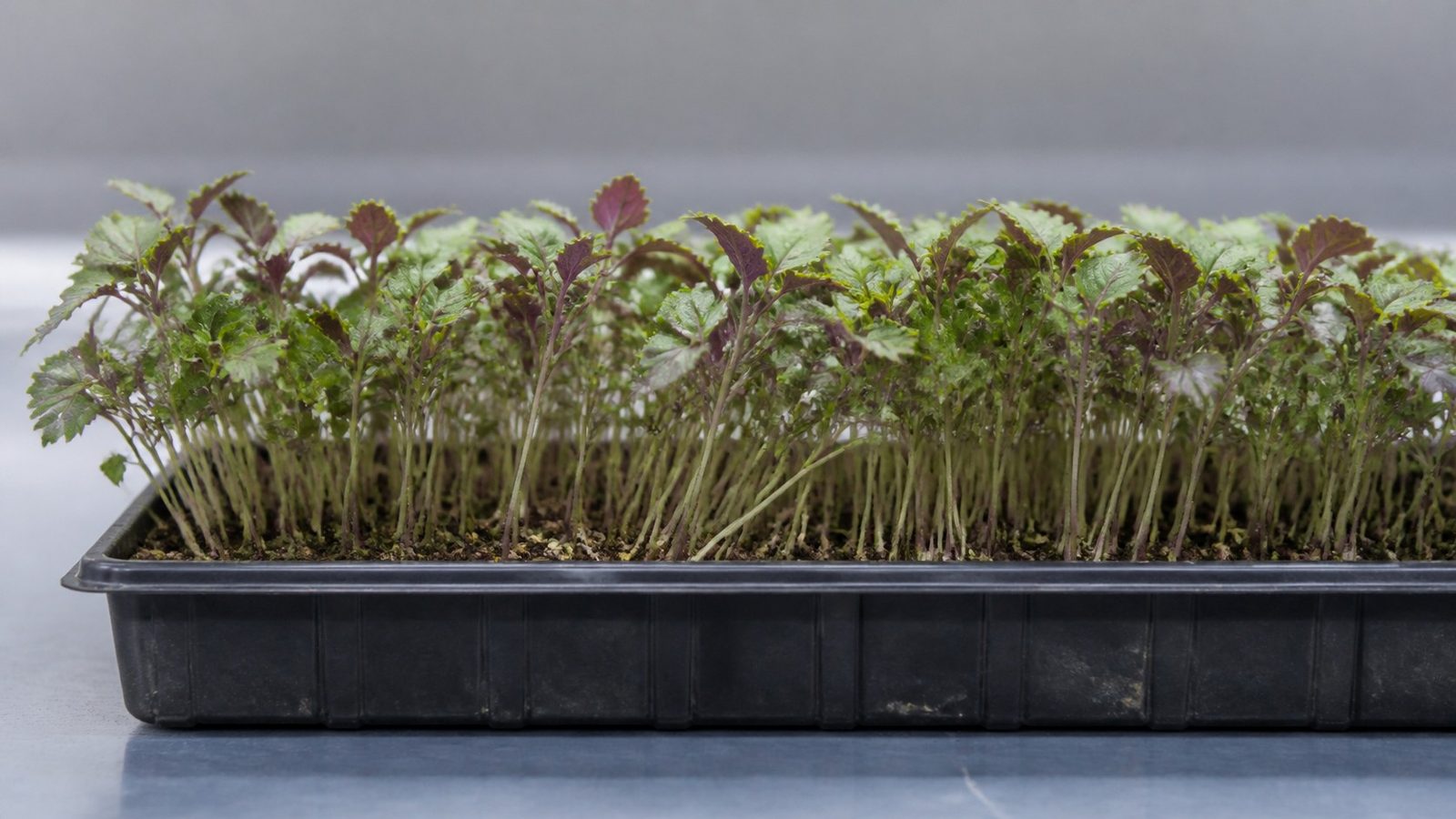 A 1020 tray of Britton shiso microgreens at first true leaf photographed side on at canopy height, showing pale silvery-green stems carrying ruffled jagged leaves that are green on top with purple undersides