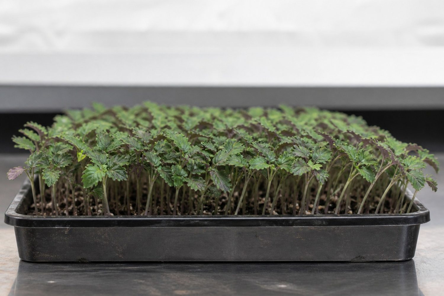 A 1020 tray of Britton shiso microgreens at first true leaf photographed side on at canopy height, showing pale silvery-green stems carrying ruffled jagged leaves that are green on their upper faces with purple undersides showing where leaves tilt
