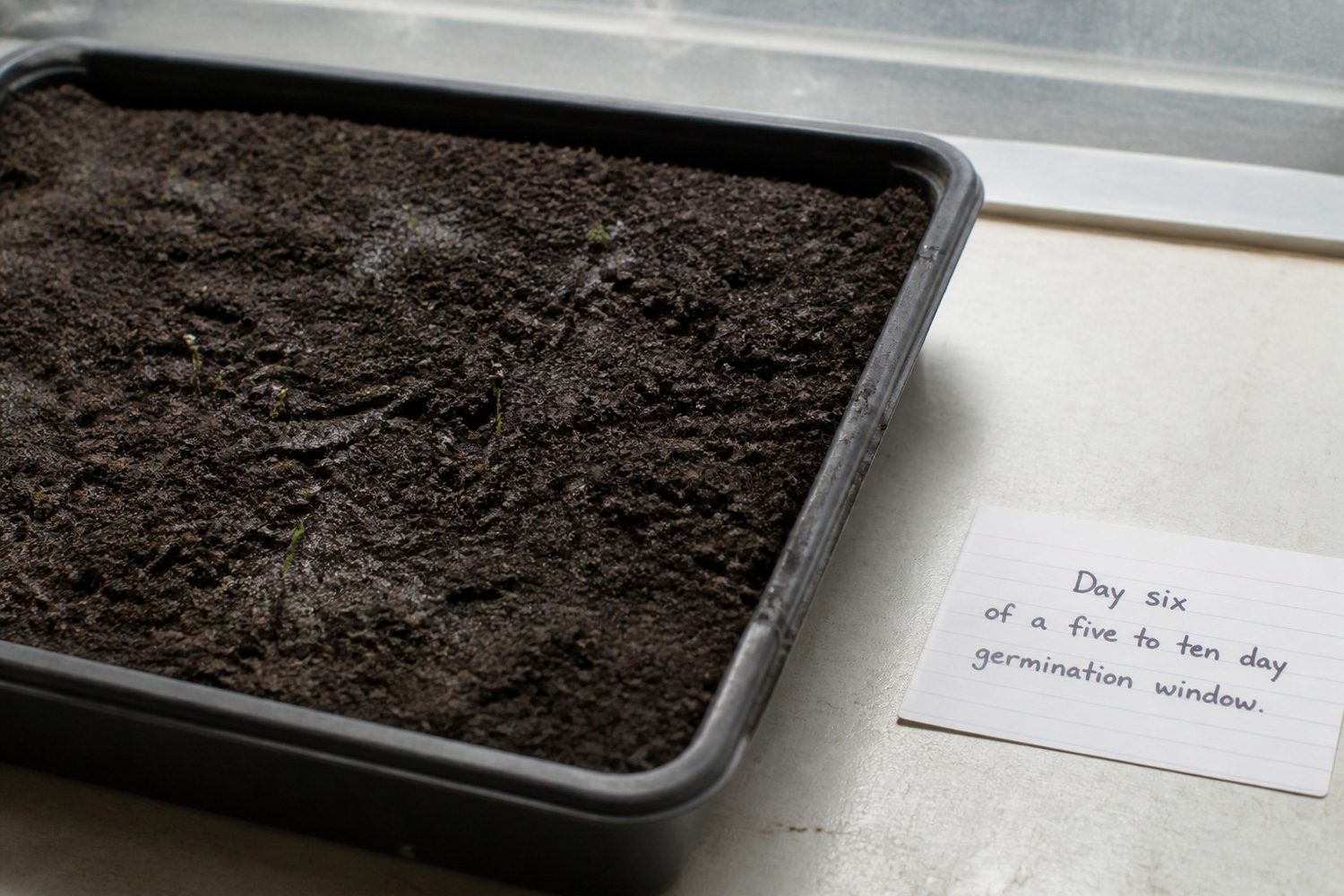 A close view of a sorrel tray on day six after sowing showing bare damp medium with only a scattering of tiny emerging seedlings, beside a note card reading day six of a five to ten day germination window