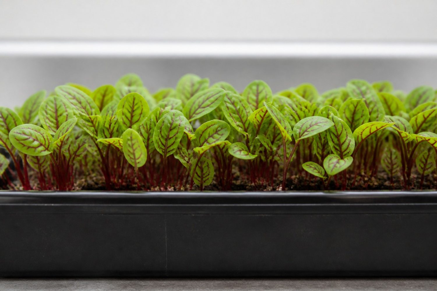 A 1020 tray of red veined sorrel microgreens photographed side on at canopy height, showing a low delicate stand of small bright green leaves each crossed by conspicuous red to purple veins, carried on fine crimson stems with visible growing medium between plants
