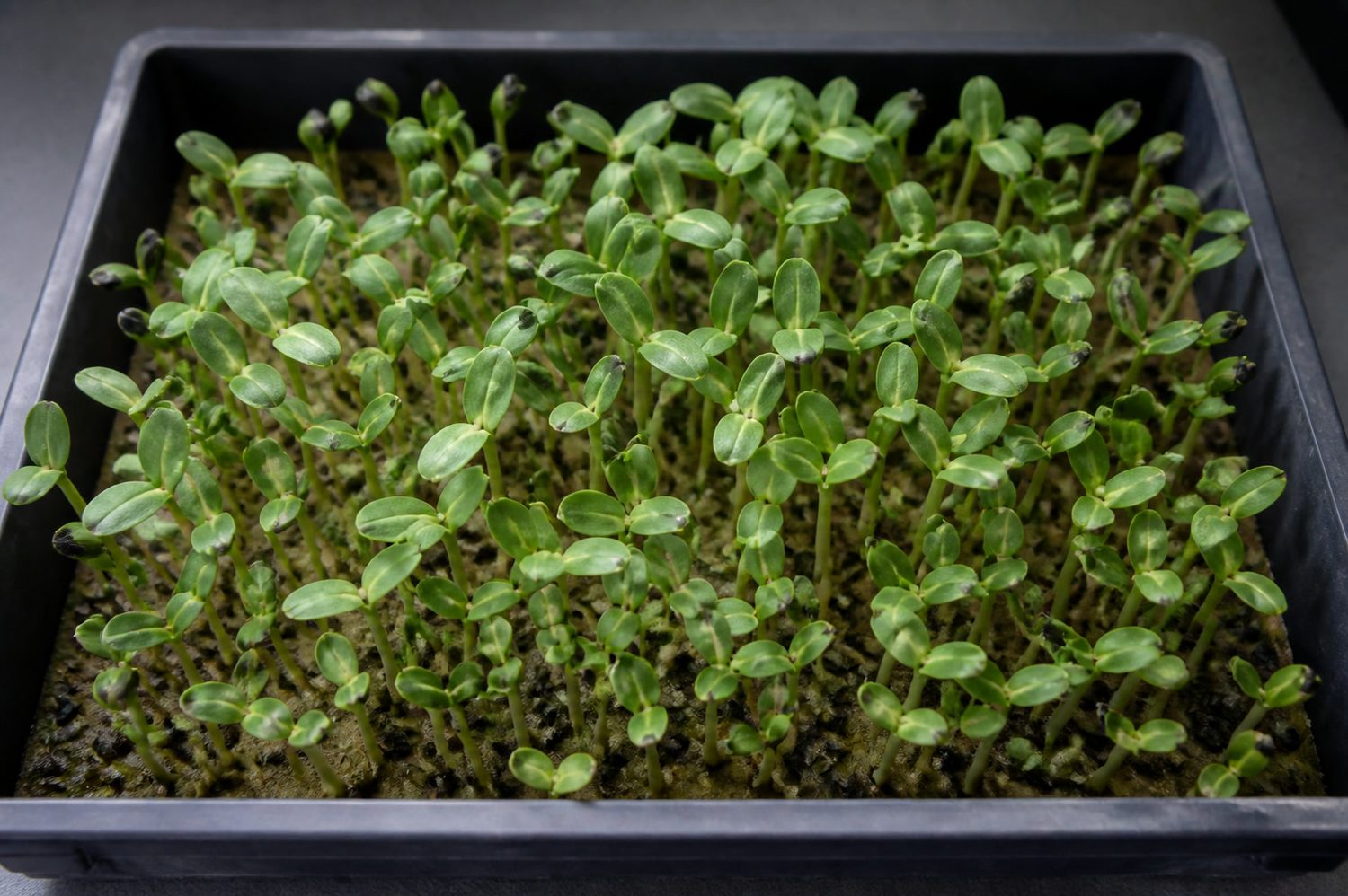 A close overhead photograph of a sunflower microgreen tray mid-brushing, showing most plants with clean open cotyledons alongside several still wearing black seed coats clamped over the seed leaves, with loose shed hulls scattered across the canopy and medium