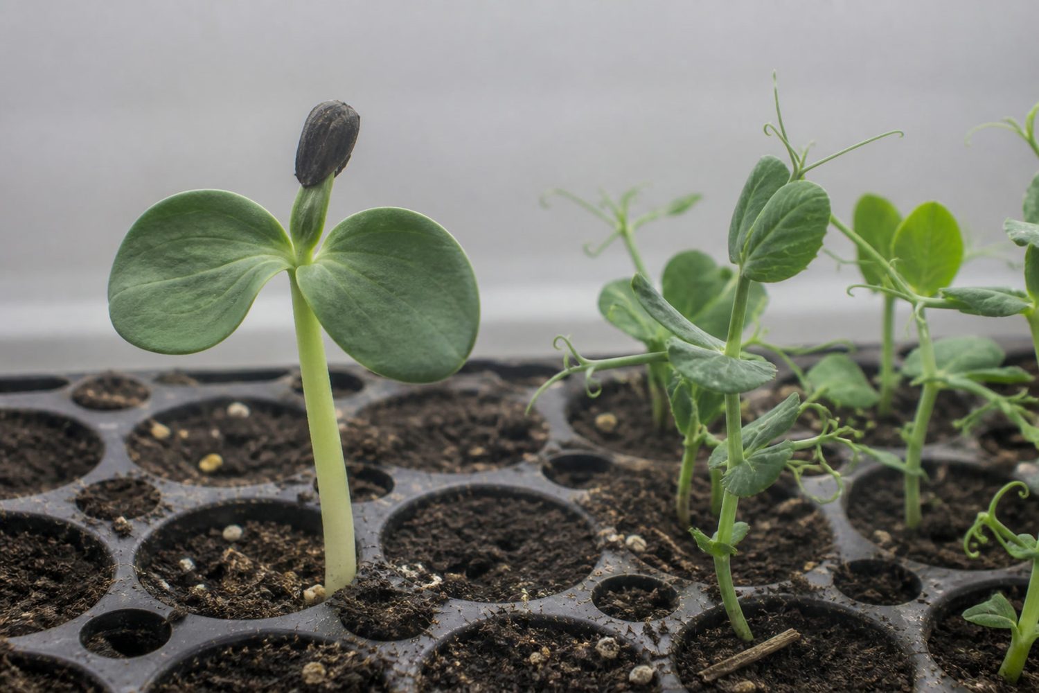 A close side-on comparison at harvest stage, sunflower on the left showing two broad smooth oval cotyledons in an opposite pair on a thick pale stem with a black seed hull still attached to one plant, pea shoots on the right showing tendrils and a paired leaf form with no hull
