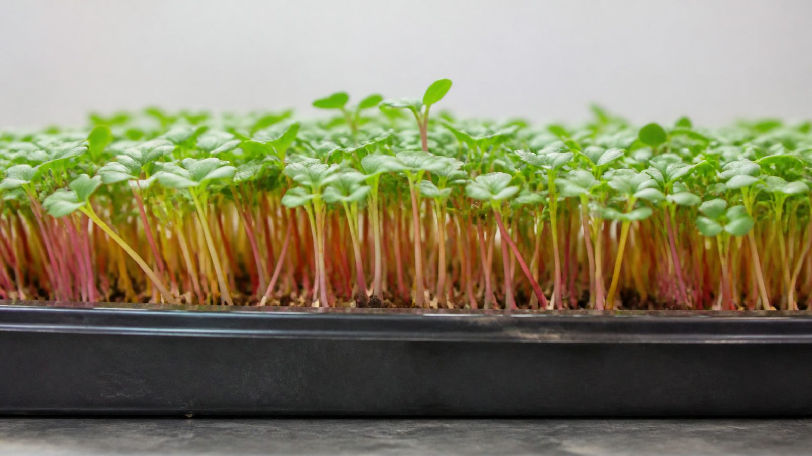 A 1020 tray of Bright Lights swiss chard microgreens at first true leaf photographed side on at canopy height, showing green cotyledons above thin stems in mixed pink, gold, orange, red and white