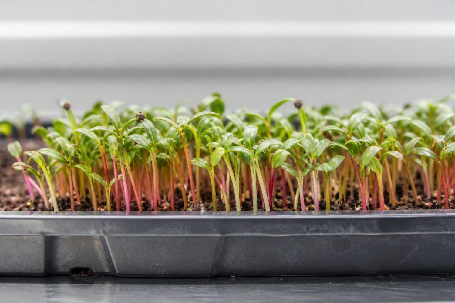A 1020 tray of Bright Lights swiss chard microgreens at first true leaf photographed side on at canopy height, showing green cotyledons and small first true leaves above thin stems in a mixture of pink, gold, orange, red and white, with a few brown seed hulls still attached to leaves