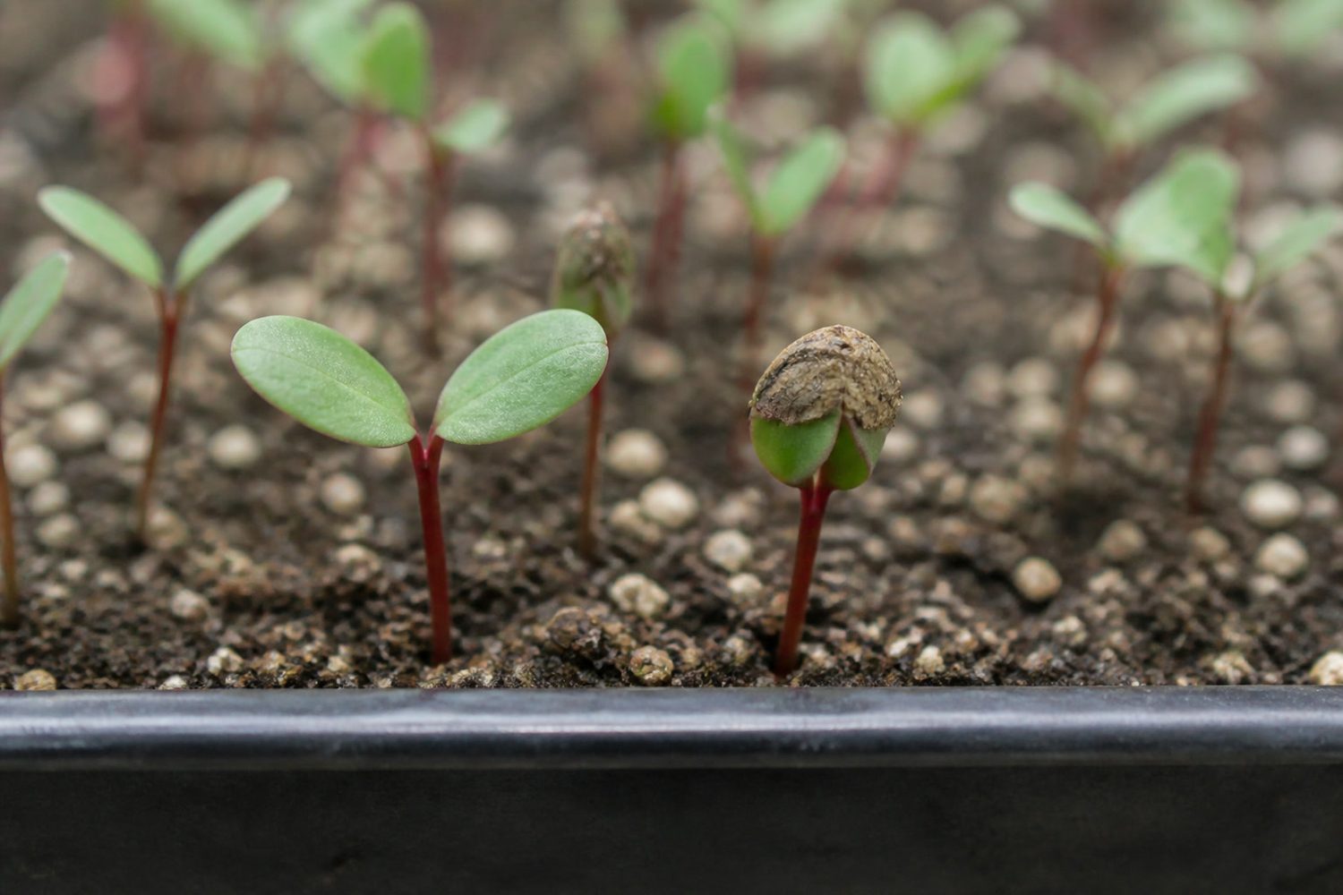 A close view of two swiss chard seedlings side by side, the left with a clean green cotyledon pair and the right with a brown corky seed hull still clamped over the cotyledons holding them shut
