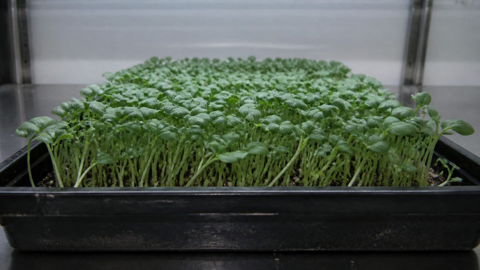 A 1020 tray of tatsoi microgreens at first true leaf photographed side on at canopy height, showing an even dense stand of fine stems carrying dark green spoon-shaped leaves