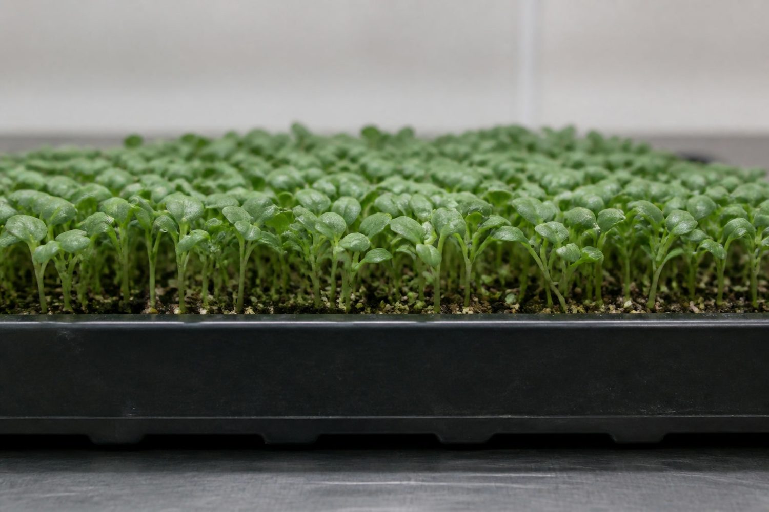 A 1020 tray of tatsoi microgreens at first true leaf photographed side on at canopy height, showing an even dense stand of fine stems carrying small dark green spoon-shaped true leaves above paired cotyledons