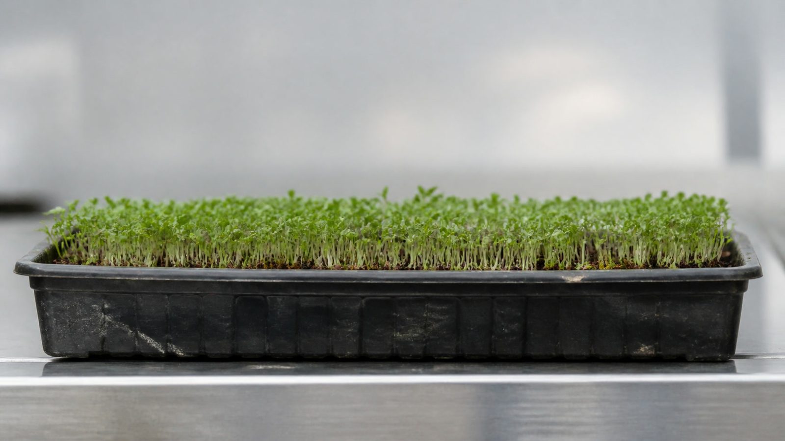 A tray of thyme microgreens at the two true leaf stage photographed side on at canopy height, showing a very short fine stand about four centimeters tall with tiny narrow green leaves