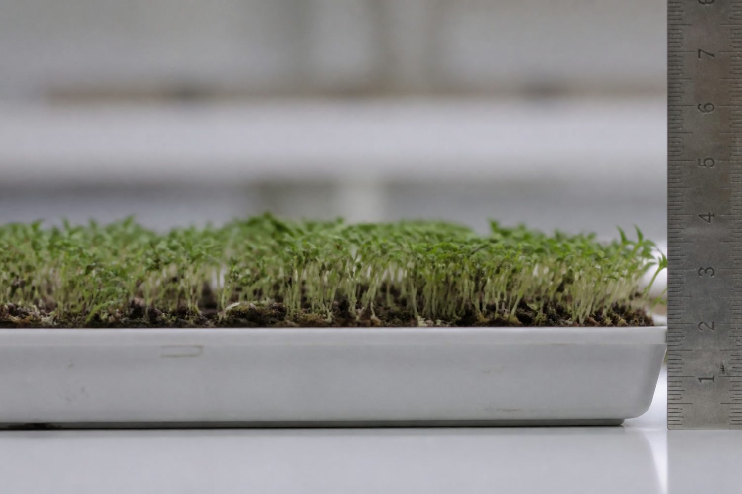 A tray of thyme microgreens at the two true leaf stage photographed side on at canopy height beside a ruler, showing a very short fine stand about four centimeters tall with tiny narrow green leaves on hair-fine stems