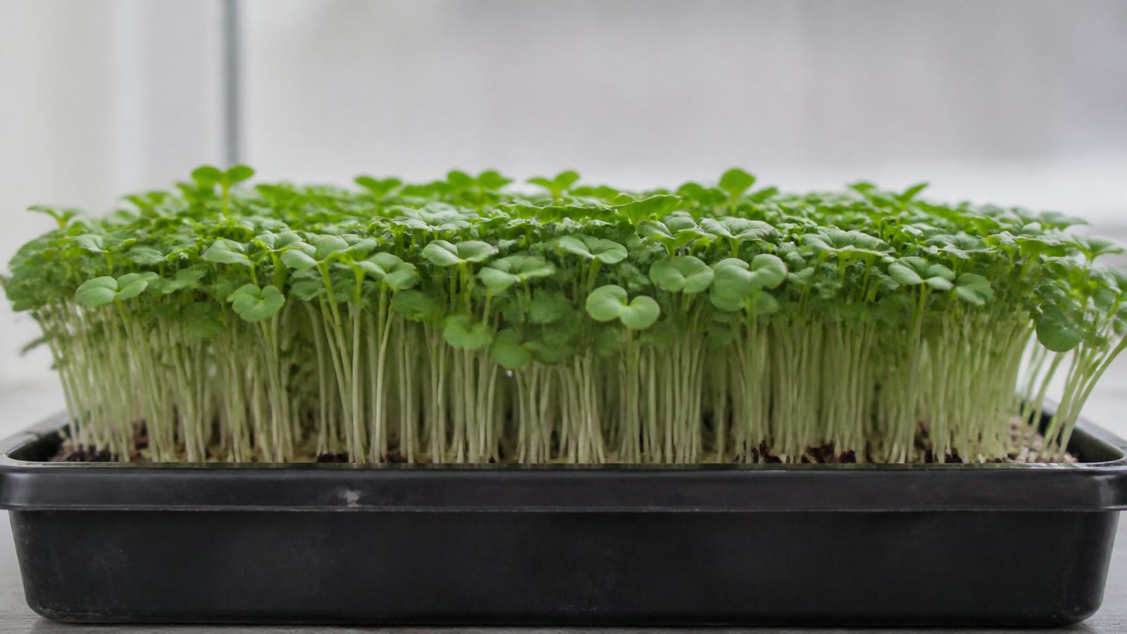 A 1020 tray of turnip microgreens at harvest photographed side on at canopy height, showing an even stand of pale stems carrying fully spread bright green heart-shaped cotyledons