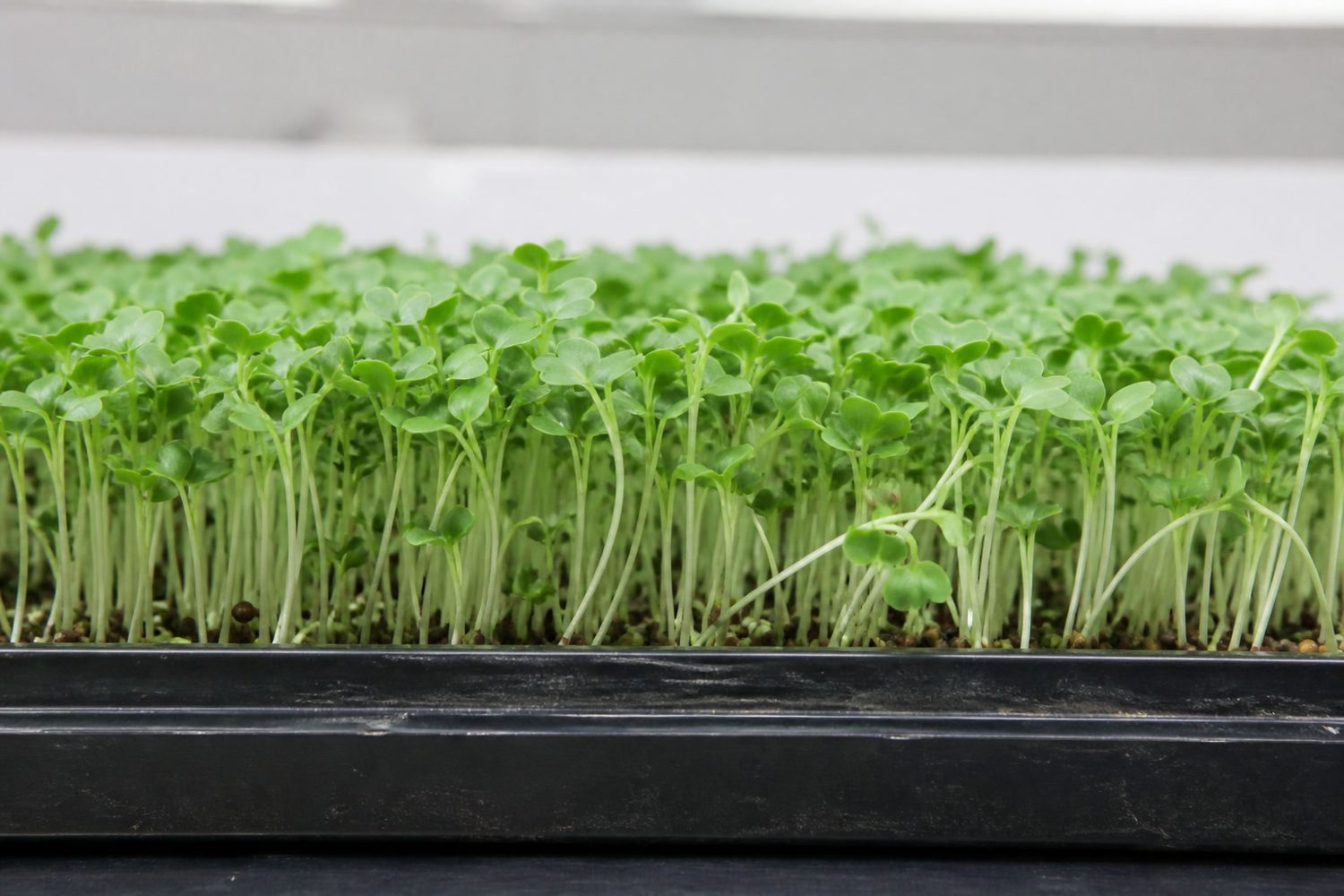 A 1020 tray of turnip microgreens at harvest photographed side on at canopy height, showing an even stand of pale stems carrying fully spread bright green heart-shaped cotyledons about two inches tall, with a few brown round seed hulls visible on the medium below