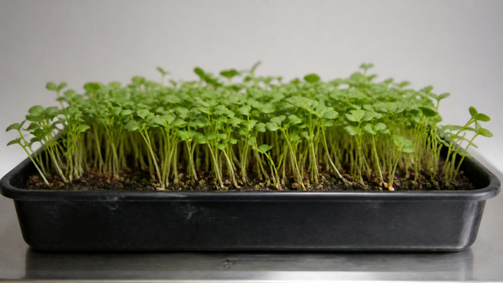 A 1020 tray of watercress microgreens at harvest photographed side on at canopy height, showing a dense fine stand of slender stems carrying small rounded green cotyledons with first true leaves emerging