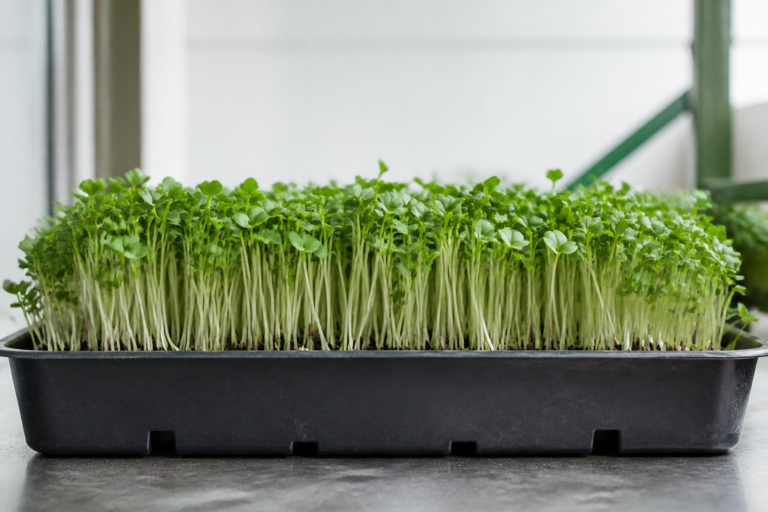 A 1020 tray of watercress microgreens at harvest photographed side on at canopy height, showing a dense fine stand of slender pale stems carrying small rounded green cotyledons with the first true leaves just emerging above them