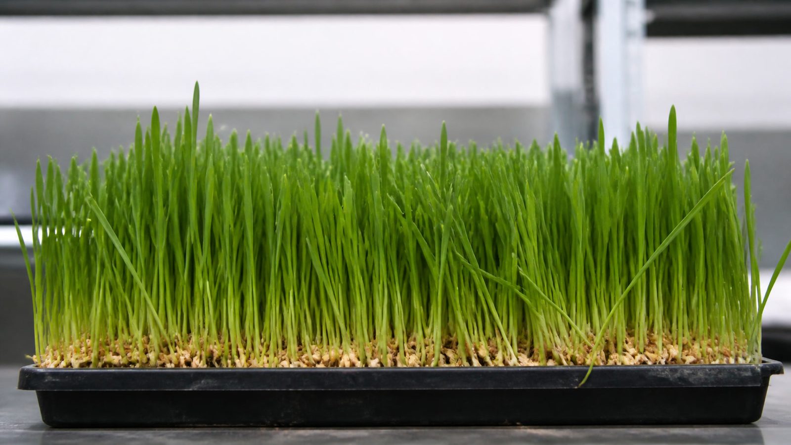 A 1020 tray of wheatgrass at harvest photographed side on at canopy height, showing a dense stand of narrow parallel-veined dark green grass blades three to six inches tall rising from a thick mat of cereal kernels, with no cotyledons and an uneven natural top