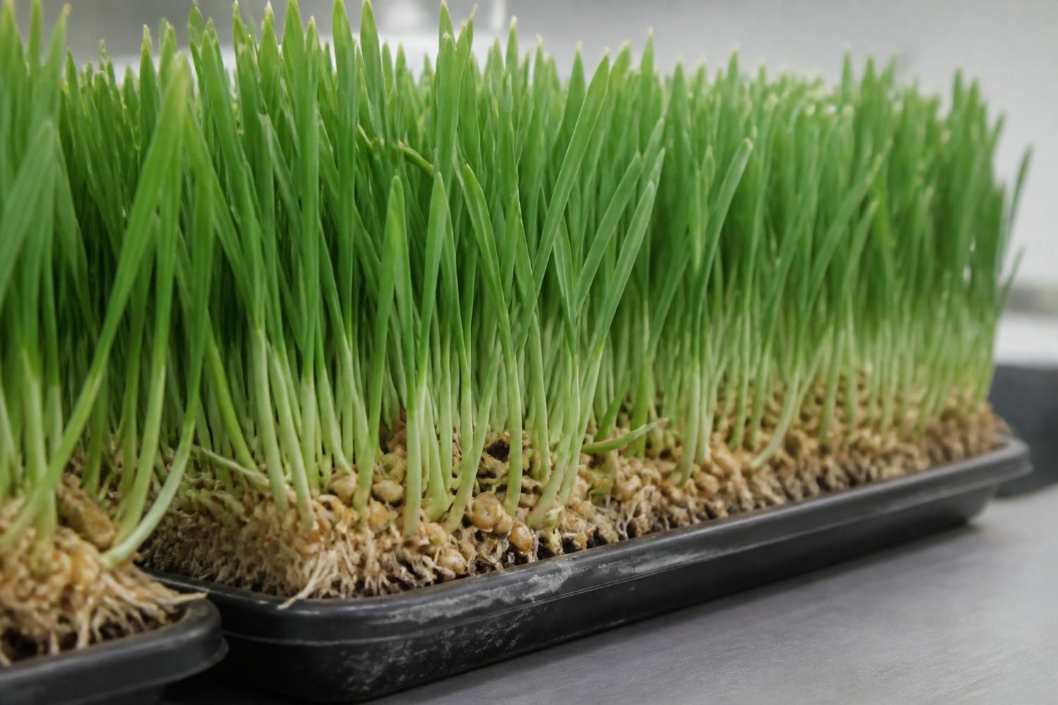 A close side-on photograph of a wheatgrass tray at harvest, showing narrow parallel-veined dark green blades each rising from a swollen cereal kernel, with the dense kernel and root mat visible at the base and a few pale seed coats still clinging to blade tips
