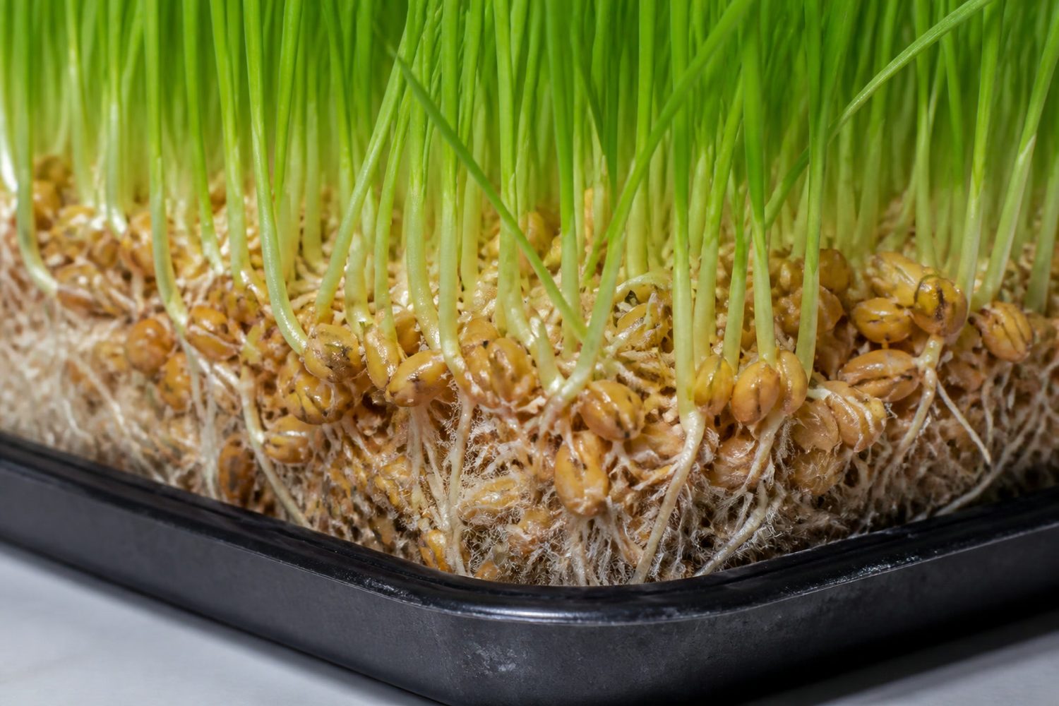A close macro photograph at the base of a wheatgrass tray showing the dense mat of swollen cereal kernels and white roots packed tightly together, with green blades rising from it and the medium barely visible between kernels