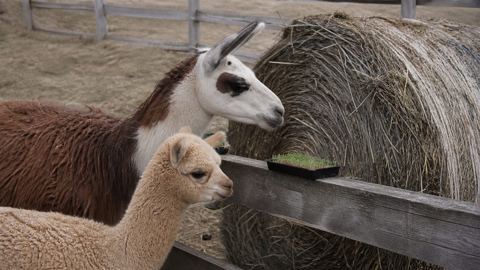 A fawn alpaca and a taller brown and white llama standing together at a paddock fence with a round bale of hay behind them and a small black tray of cut green microgreens held at the rail, photographed at animal head height in flat daylight