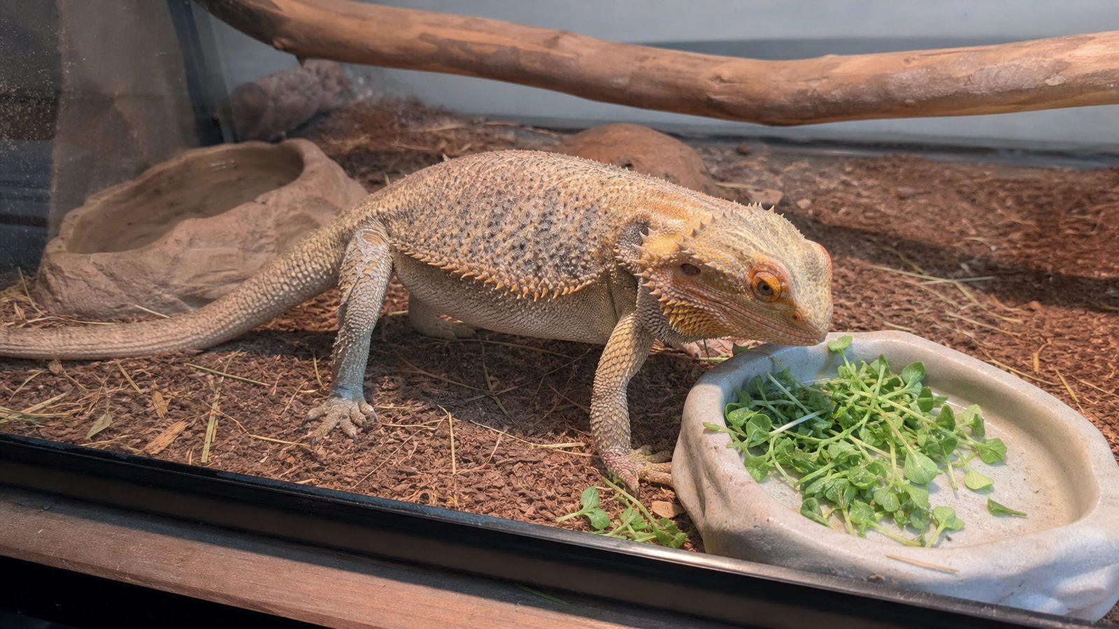 An adult central bearded dragon on a branch inside a vivarium under a UVB tube, head turned toward a shallow ceramic dish of finely chopped green microgreens, photographed level with the dish in flat daylight