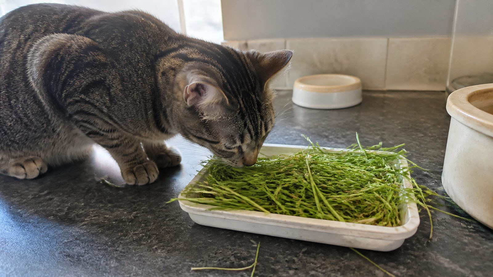 A short-haired tabby cat on a kitchen counter sniffing a small shallow tray of tall green wheatgrass blades, photographed level with the tray in flat window light, with the cat's food bowl out of focus behind