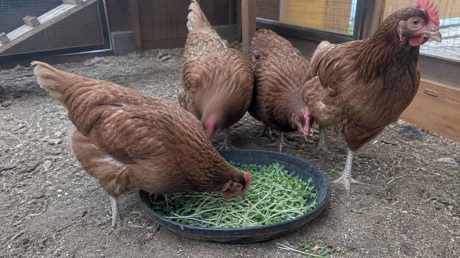 Four brown laying hens on the bare earth floor of a wooden coop run, three of them with their heads down at a shallow black tray of cut green microgreens set on the ground and one standing to the side looking at the camera, photographed at bird height in flat daylight