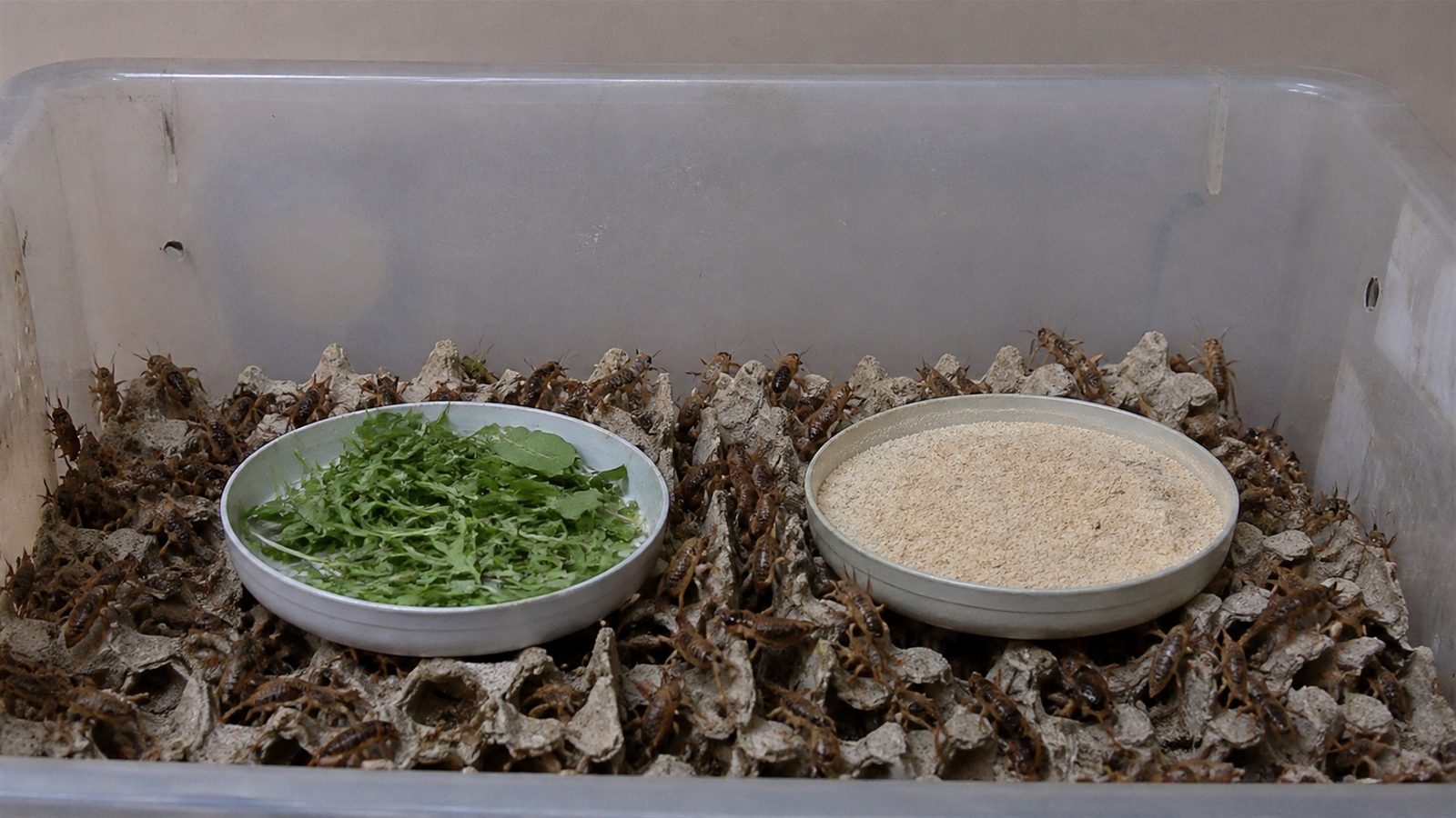 A ventilated plastic tub of brown crickets on egg-crate cardboard with a shallow dish of cut green microgreen leaves and a separate dish of pale powdered gut-load diet inside it, photographed side on at tub height in flat indoor light