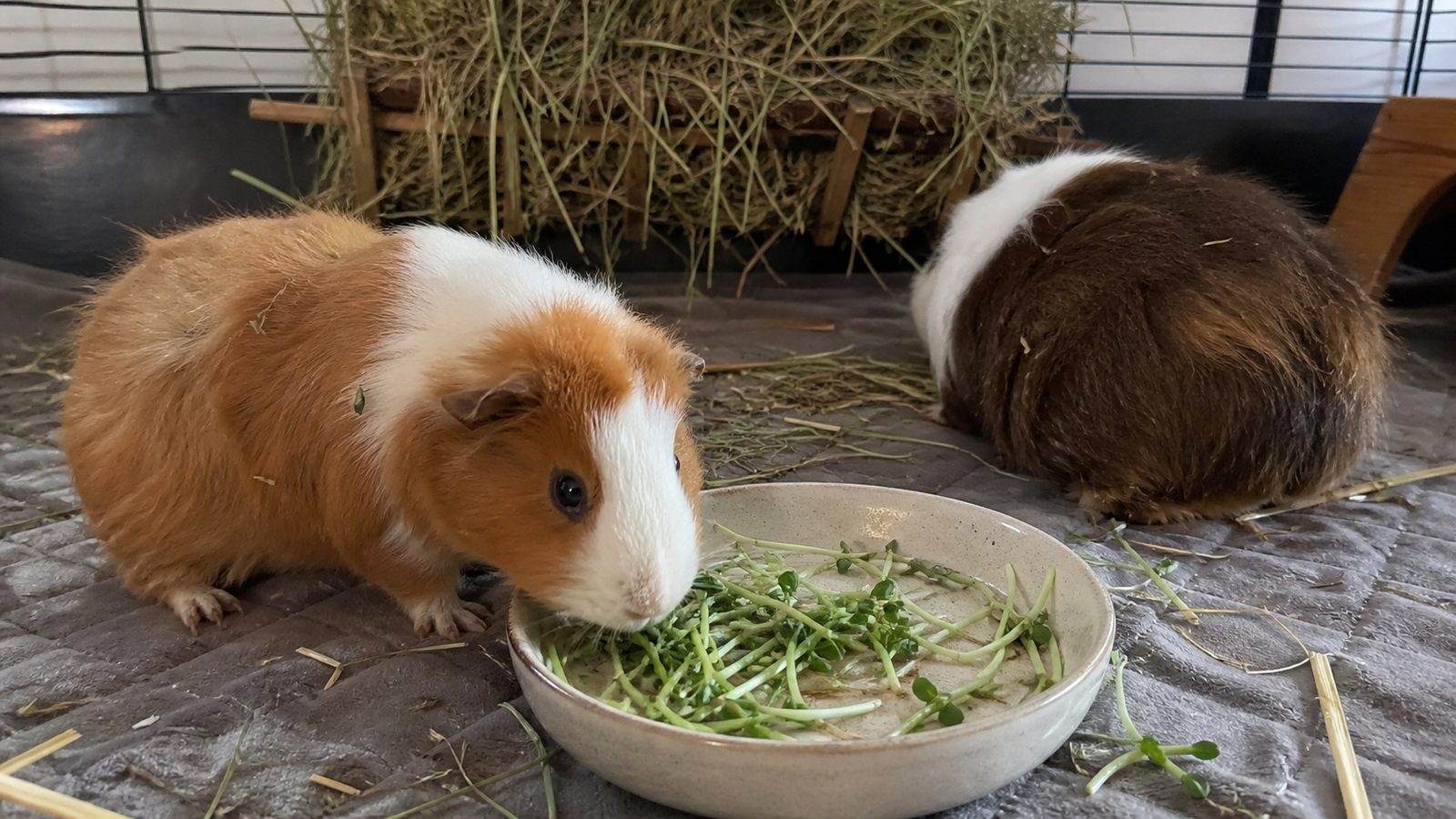 Two guinea pigs in a lined hutch beside a large pile of loose timothy hay, both eating cut green microgreens from a shallow ceramic dish, photographed at floor level in flat daylight