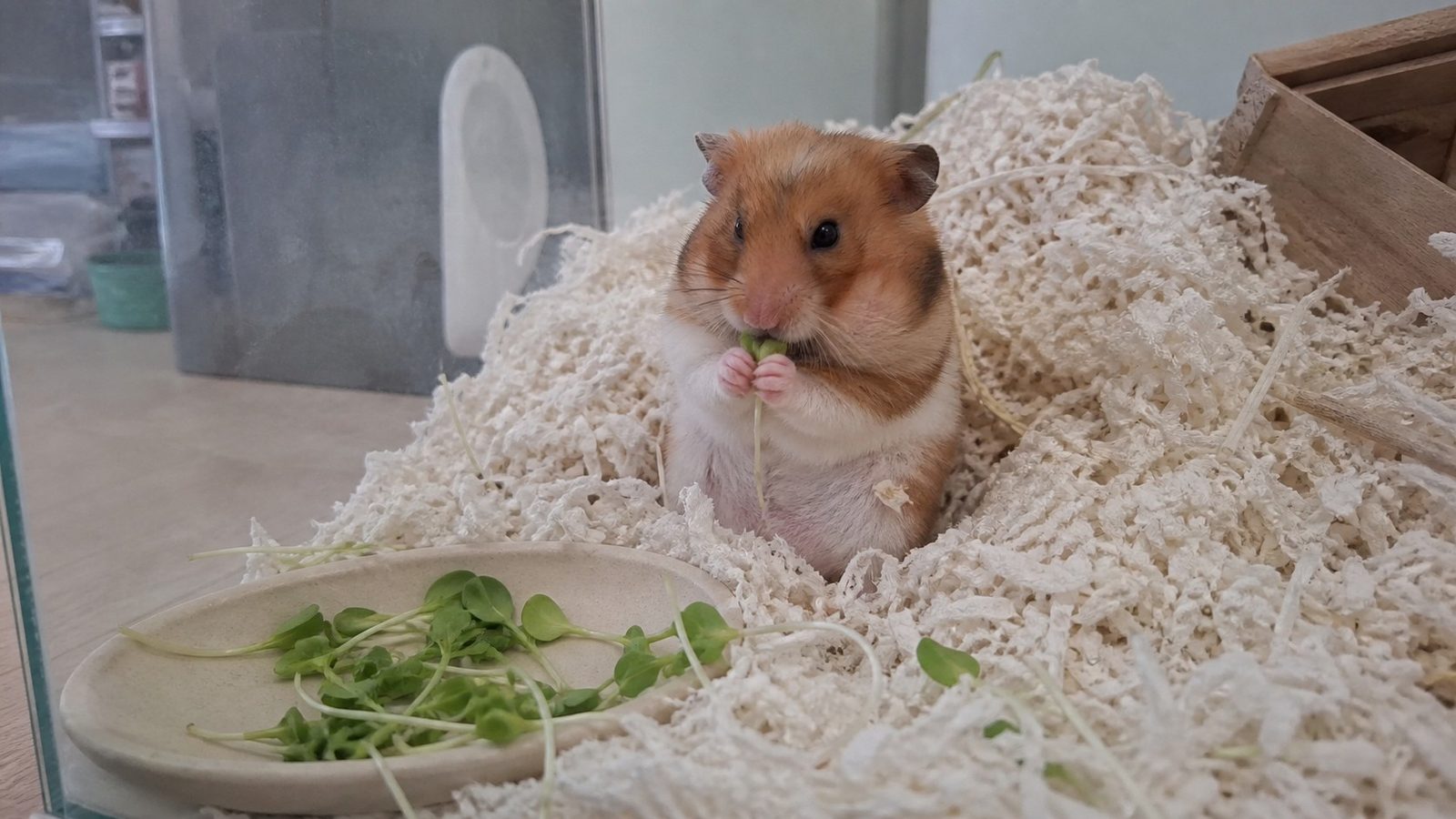 A Syrian hamster inside a glass tank with deep paper bedding, sitting up holding a single cut green microgreen shoot in both front paws, photographed level with the animal in flat indoor light